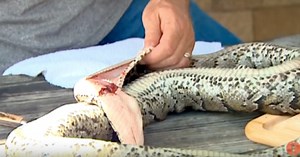 Cajun-Style Grits and Python Recipe | Grand View Outdoors