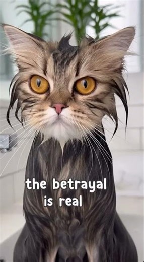 cat transformation before and after bath eps.1 #cat #cats #catlover #catvideo #cutecat #funnycat