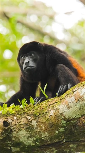 Mono congo. | Casa Punta Preciosa - Costa Rica
