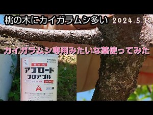 I tried using a scale insecticide on my peach tree; it was an insecticide called Applaud Flowable.