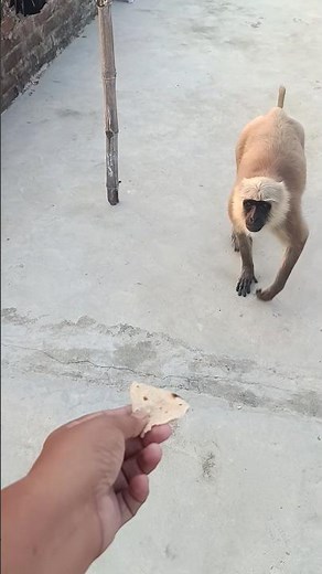 monkeyes sound like #funny #monkey #memes #fart #soundeffects