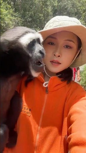 #gibbonsing #gibbons #monkey #monkeybehaviour #wildlife