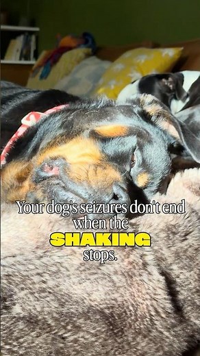 6 things CANINE EPILEPSY can do to the brain.