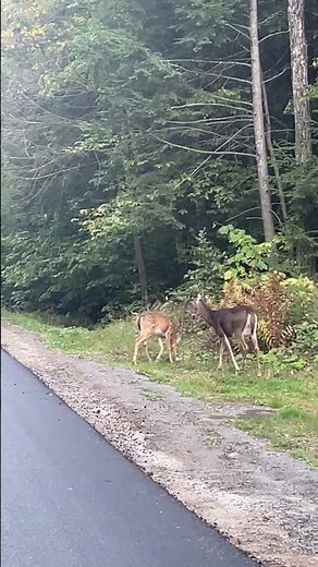 Cute baby deer playing!