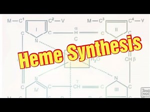 Heme Synthesis/ Haemoglobin Synthesis/ Porphyrin Synthesis/ Biochemistry