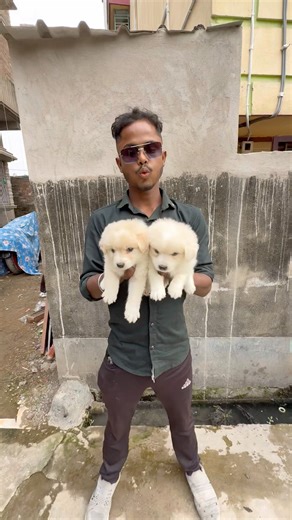 Quality German Spitz Puppies Sale. #petshub #dogbreed