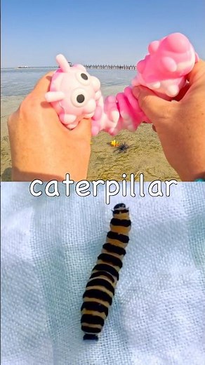 Kids Learn | Bug Insect Names: Rhino Beetle Caterpillar Fly Scorpion #HolidaysWithYouTube