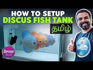 Discus Fish Tank Setup Guide | 36x18x18 Tank, Filtration & Water Parameters Explained! in TAMIL