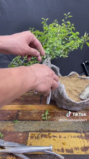 Mastering Bonsai: Art & Miniature Tree Making