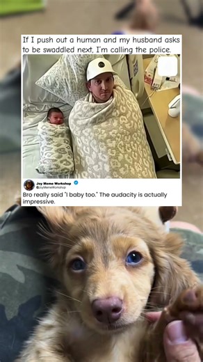 Husband Wants To Be Swaddled Like A Baby 👶 #memes #funny #pets