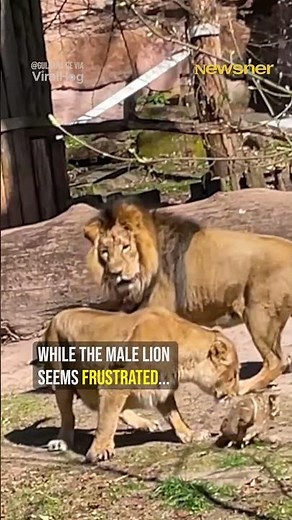 Lioness Fights Off Male to Save Her Cub
