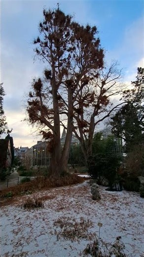 SHORTS TECHNOLOGY 425 14 Taxodium distichum Botanical Garden University
