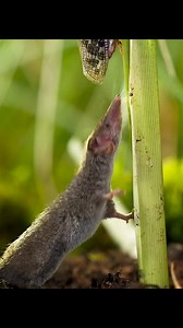 3.4K views · 21 reactions | #wildlifephotography #animalphotography | Animals Geography | Facebook