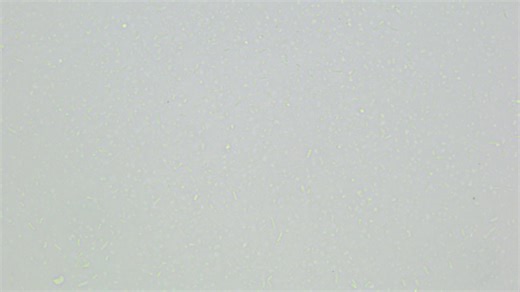 🔬 Zoom into the living world inside your fermented milk! Under the microscope, probiotic cells reveal the vibrant microbial community that powers every sip. These beneficial microbes drive fermentation, enhance flavor, and support gut health — tiny but mighty! ⚡🧬 | Department of Microbiology, Faculty of Science, Burapha University