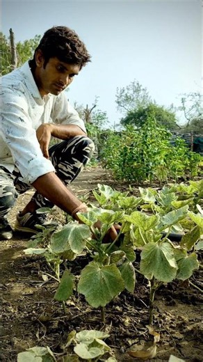 We are watering the plants now okra will be ready in a few days #nature #okraplants #shorts