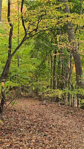 Take a mindful moment and enjoy some fall wonders with us! | ELPL - East Lansing Public Library