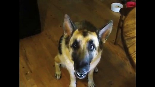Bacon Dog Teaser : Funny Dog Talking - video Dailymotion