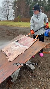 522K views · 4.7K reactions | Heather is putting in the work, fleshing sea otter pelts to cleanly remove the fat without damaging the hide. The best part? That fat gets washed into the water, where the local birds are already lined up like it’s an all-you-can-eat buffet. Nature wastes nothing. | MeatEater | Facebook