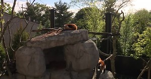 Wild Asia exhibit opens at Akron Zoo