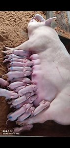 1.1K views · 29 reactions | 10 Pig Farming Tips Most Farmers Don’t...