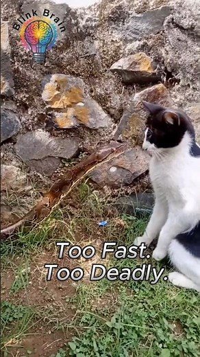 Why Snakes Always Lose to Cats