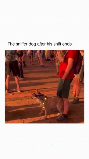 he finished his shift now it’s time to pawty 🥳🐶 shop our NEW and IMPROVED basics at the link below 💖 @henrytheravecoyote @edmlifestyle⁠ https://www.iheartraves.com/collections/rave-basics ⁠ 🎧️Track ID: Fallout - @grexbeatz | iHeartRaves.com