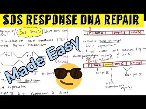 SOS Response DNA Repair mechanism🤩#molecular_biology 😎