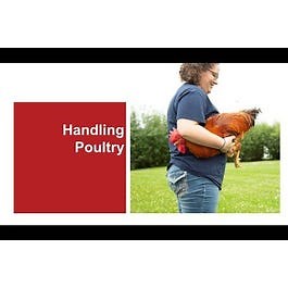 Handling Poultry