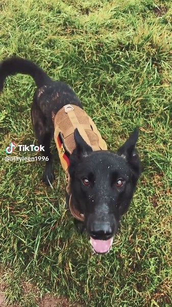 Training Tips for Your Malinois x Herder Puppy