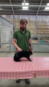 1.9K views · 27 reactions | 凌RABBIT AWARENESS WEEK! 凌 Today our Animal Keeper, Mac, is teaching us all about handling rabbits and the best techniques to keep them comfortable and calm 李 | Puxton Park Tourist Attraction | Facebook
