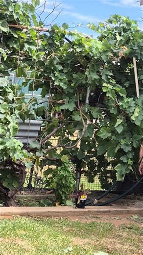 Are you able to see a bird eating Grapes? #nature #shorts