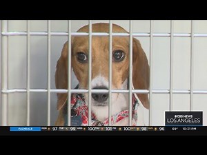 200 beagles from breeding facility in Virginia now up for adoption in Chino Hills