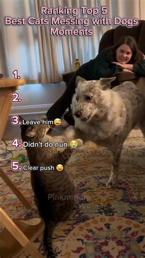 Ranking best Cats Messing with Dogs Moments #cat #funny