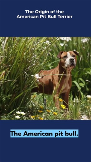THE ORIGIN OF THE AMERICAN PITBULL TERRIER