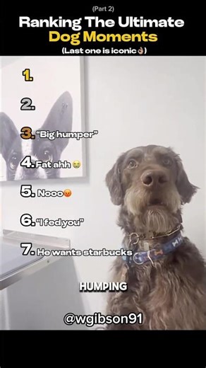Ranking The Ultimate Dog Moments