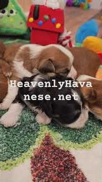 Heavenly Havanese™️ Taking A Peek! #Christmas #Puppies #Heavenly #Havanese