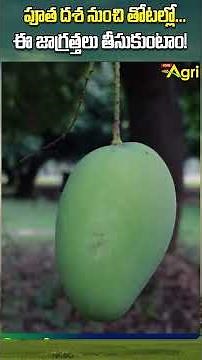 Mango Farming #ToneAgri #UlavapaduMangoFarming #BanginapalliMangoCultivation #MangoFarming #shorts