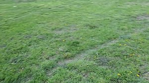 41K views · 7K reactions | The Main fox yard gets watermelon  Valentine fox and friends.... | Saveafox Corporation | Facebook