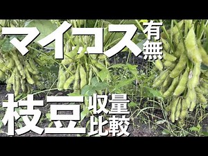「枝豆栽培」マイコス菌を使ってみた結果