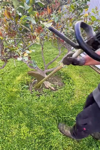 Essential Garden Tips for Perfect Grass Cutting