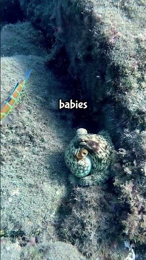 Why Octopus Moms Die After Giving Birth 😢🐙