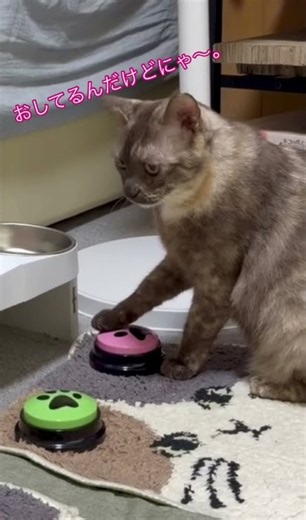 🩷困り顔フェイス灰サビぴのさん🩶おしゃべりボタンチャレンジ🐾 ソフトタッチでは反応しにくいタイプ。お買い物難しい🤨なぁ。