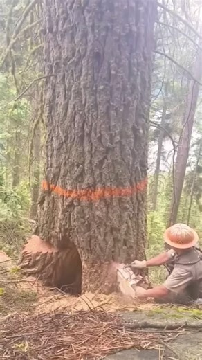 Watch a Lumberjack Fell a Giant Tree