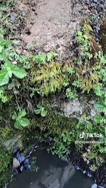 Explore the Tesla Cyberquad Collection: Must-Have Details