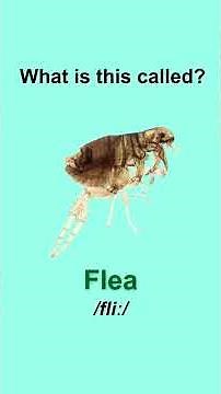 15 Insect Vocabulary Quizzes 🧠🐜 | Smartest Insect Quiz of 2025 | Only 1% Can Name These Bugs