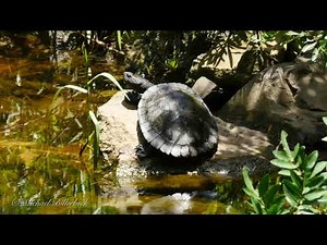 Saw-shelled Turtle or Common Sawshell Turtle (Myuchelys latisternum) / Sägezahnpanzerschildkröte