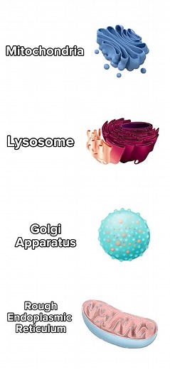 I ❤️ Golgi Apparatus #Biology #study #Organelles #School #science | Biology