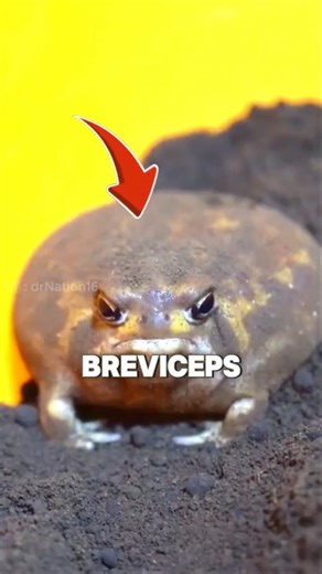 This Frog Can’t Jump?!