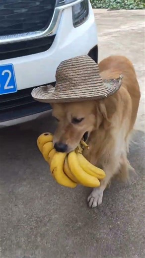 来看我姑我就提东西进去的一会功夫，它就在外面溜达一会就拿回一把香蕉，而且瞧都不瞧我一眼，气人#金毛 #农村生活