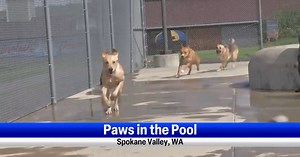 Spokane Valley dogs enjoy a swim in the pool